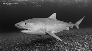 Emma the TigerShark glides just above the seagrass
Such ... by Ken Kiefer 